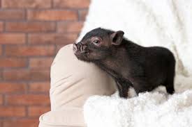 Aug 09, 2015 · how much are micro pigs? Teacup Pig As A House Pet Pros Cons Pet Comments