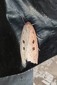 Image result for Chilodes maritima