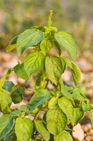 Image result for Acalypha manniana