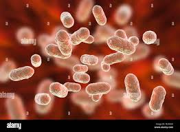 Image result for Porphyrostemma