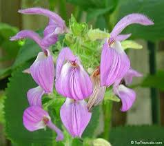 Image result for Brillantaisia oligantha