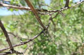 Image result for Montinia caryophyllacea