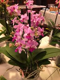 Drawing on the adage that flowers should look gracefully just picked, blooms are gathered from around the world ~. Fuquay Varina Garden Club You Missed It
