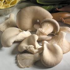 Mushroom Plugs Oyster Mushrooms 30 Spawn Plugs Dobies This mushroom was originated from florida. mushroom plugs oyster mushrooms