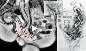 Doctors who took first MRI scans of couples having sex 20 years ago ponder  their continued success | Daily Mail Online
