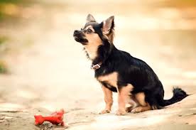 We did not find results for: Hookworms In Dogs Great Pet Care