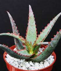 Make sure your overgrown aloe is healthy by learning how to trim an aloe plant. 320 Succulents Aloe Ideas Succulents Aloe Plants
