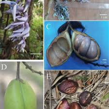Image result for Leptactina benguelensis