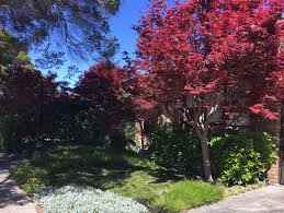 Dwarf maples add beauty and interest to the landscape, even during their dormant winter stage. Japanese Maple Acer Palmatum Ian Barker Gardens Garden Designs