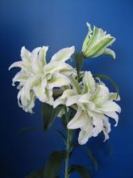 Oriental Lily Rose Lily Anika From Growing Colors Oriental Lily Bulb Flowers Rose Lily
