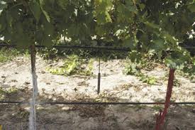 Image result for grapevine cuttings