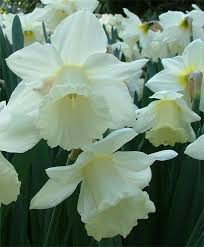 Narcissus Mount Hood Trumpet Daffodils Narcissi Fall 2013 Flower Bulbs Bulb Flowers Narcissus Flower Daffodils