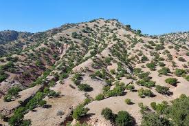 Argan Oil Home Argan Tree Exclu Now From Agadir City غابة الاركان كما لم تراها من قبل Http Arganoilhome Com Argan Cedar Forest Argan Tree Natural Landmarks