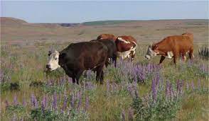 Management Practices To Reduce Lupine Induced Crooked Calf Syndrome In The Northwest Sciencedirect