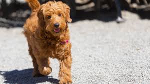The goldendoodle gained popularity in the 1990's, and breeders soon began developing a smaller goldendoodles by introducing the mini poodle into the. 12 Facts About The Goldendoodle