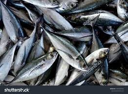 Image result for Cordyla