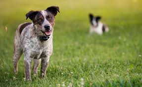 Wireless fences for dogs usually contain a transponder that sends an audio alert, static warning or a combination of both to your pet's receiver collar when they get too close to the electronic wire border. 7 Best Invisible Dog Fences In Ground Vs Wireless Vs Physical Fence