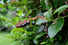 Image result for Salacia orientalis