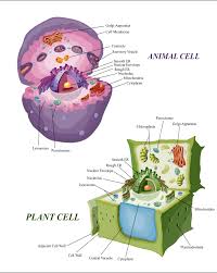 Maybe you would like to learn more about one of these? Artstation Animal Plant Cell Adobe Illustrator Max D