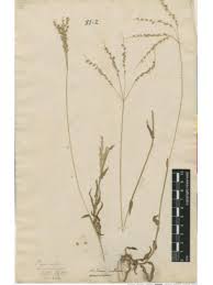 Image result for Alloteropsis