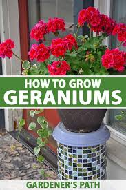Lifelike red flower provides a natural,upscale look,shining that is perfect for any landscaping project or decor style. How To Grow And Care For Garden Geraniums Gardener S Path