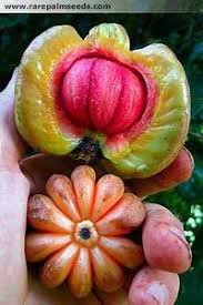 Posted on june 10, 2013 by hamidahbtabutalib. Malaysianherbals Malaysianherbals 80 Garcinia Cambogia à®®à®²à®ª à®° à®ª à®³