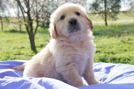 Maybe you would like to learn more about one of these? Golden Retriever Puppies For Sale Chevromist Kennels Puppies Australia