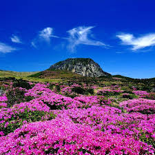 Image result for The best Flower in the world