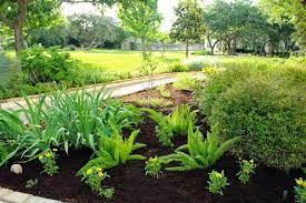 Foxtail Fern Archives Diana S Designs Austin
