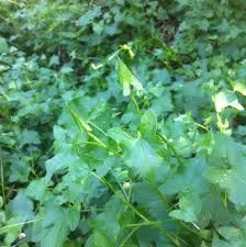 Image result for Rumex sagittatus