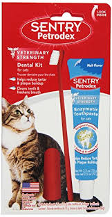 On the other hand, cats can vomiting can often be a symptom of an illness. How To Brush Your Cat S Teeth At Home With The Best Dental Products