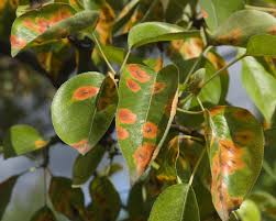 Your goal should be to keep the ground evenly moist in the first couple of weeks. How To Treat Rust On Plants Hgtv