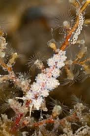 Image result for Dolichos junodii