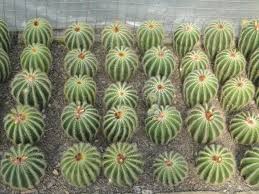 The thorns pierce the skin upon touch and some for instances from the cholla variety can even fly to the face and cause painful injuries. Rare Types Of Cactus Steemit