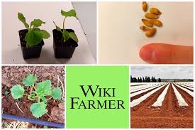 Watermelon is originated in south africa. Growing Melons Outdoors For Profit Complete Growing Guide From Start To Finish Wikifarmer