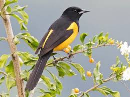 Image result for Triceratorhynchus viridiflorus