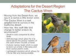 5:57 gardenclips 3 950 914 просмотров. Unit 2 Adaptations Changes Over Time Adapting To Environments Ppt Video Online Download