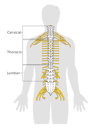 You'll learn the basic building blocks of backbone and what they are used for. The Spinal Cord Boundless Anatomy And Physiology