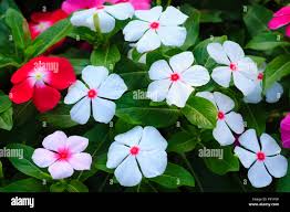 Image result for Catharanthus roseus