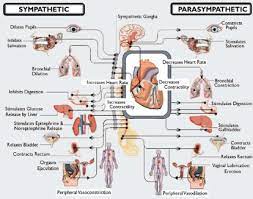 Autonomic Nervous System Overview Vitalscan