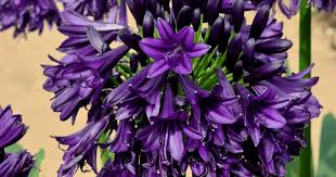 Image result for Agapanthus africanus