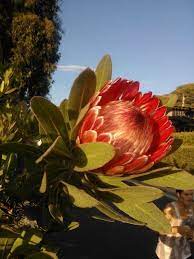Protea A Flower Most Commonly Seen In Hawaii But Rarely Seen In Los Angeles Taken On Adelaide Drive In Santa Monica Ca Flowers Fynbos Protea