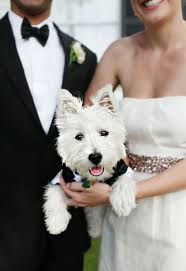 adorable 犬の結婚式 ウェスティ ペット