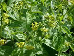 Image result for Vincetoxicum