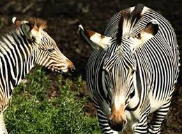 Hoping that this answer helped you. Zebras Have Stripes To Keep Them Cool Deccan Herald