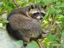 Getting Rid Of Raccoons How To Keep Raccoons Away From A Garden Raccoon Repellent Getting Rid Of Raccoons Garden Pests