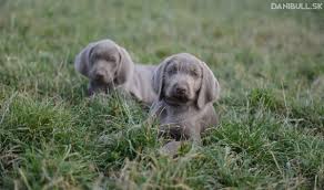 Image result for slovenský ohař hrubosrstý