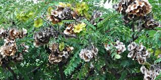 Image result for Pericopsis angolensis