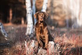 Er ist ein der hochsten fernsehturme in europa. Die Erstausstattung Fur Einen Welpen Labrador Laika