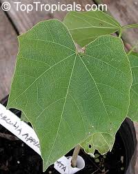 Image result for Sterculia appendiculata